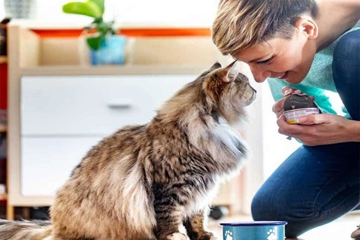 عکس غذای خانگی گربه و بچه گربه[+غذای گربه های خیابانی]