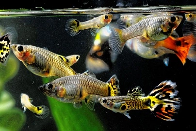 عکس آشنایی با پرطرفدارترین ماهی های آکواریومی[+روش های نگهداری از آن ها]