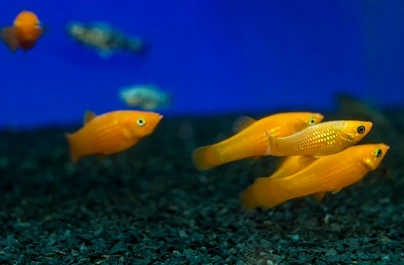 عکس آشنایی با پرطرفدارترین ماهی های آکواریومی[+روش های نگهداری از آن ها]