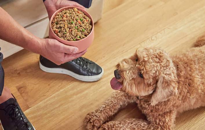 عکس غذای خانگی سگ، مفید و خوشمزه