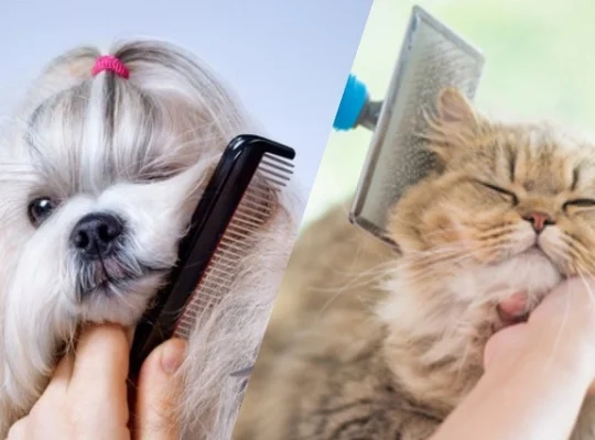 راهنمای آرایش و حمام سگ و گربه