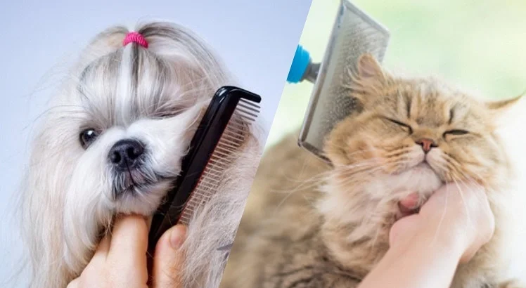 راهنمای آرایش و حمام سگ و گربه