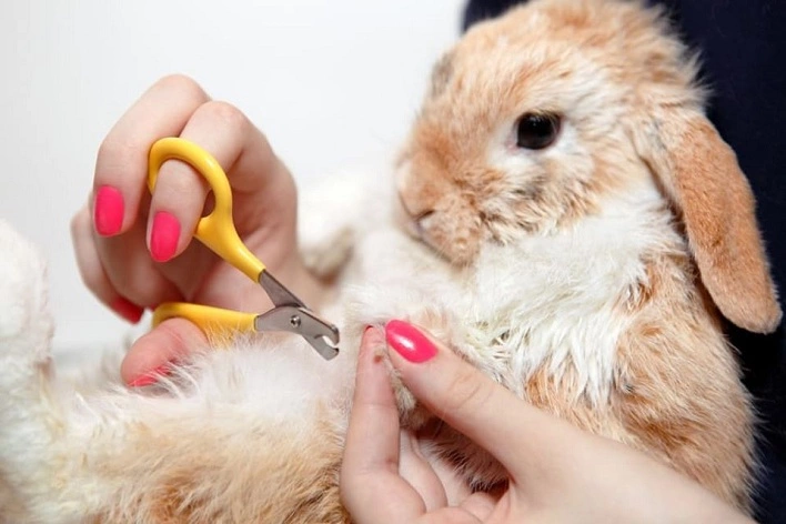 عکس آموزش شست و شو و نظافت حیوانات خانگی مختلف