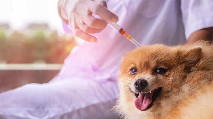 عکس عوامل مؤثر بر ایجاد حساسیت در حیوانات خانگی