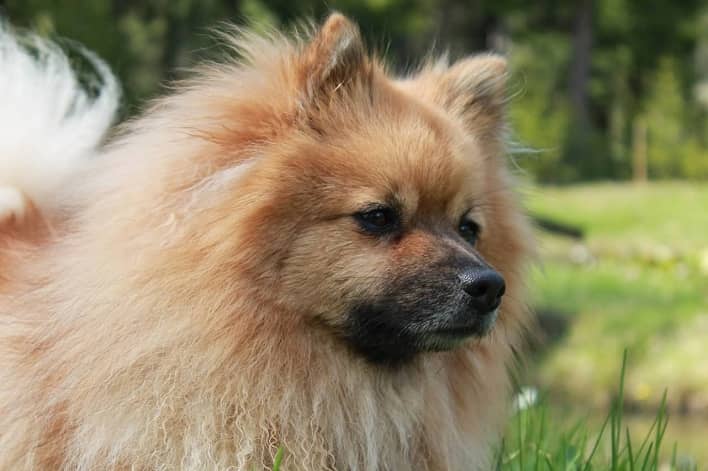 عکس همه چیز در مورد سگ ژرمن اشپیتز