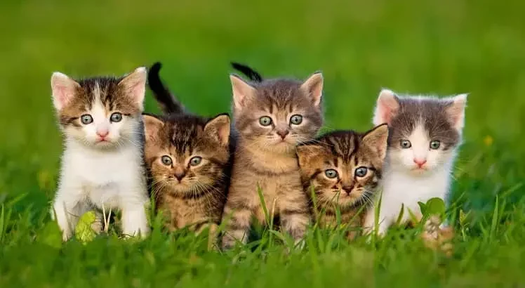 66 نژاد گربه را بهتر بشناسیم