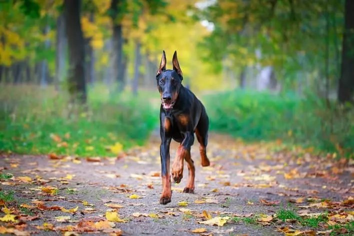 عکس سگ دوبرمن پینچر، اصیل و باهوش[+عکس و قیمت]