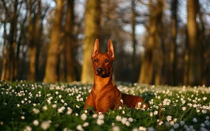 عکس سگ دوبرمن پینچر، اصیل و باهوش[+عکس و قیمت]