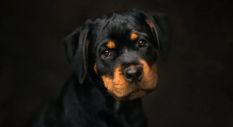 سگ روتوایلر، نگهبان قوی و عاشق خانواده[+عکس و قیمت]
