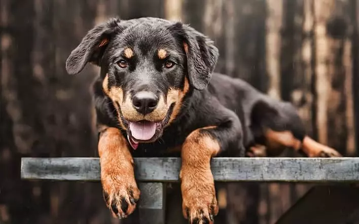 عکس سگ روتوایلر، نگهبان قوی و عاشق خانواده[+عکس و قیمت]