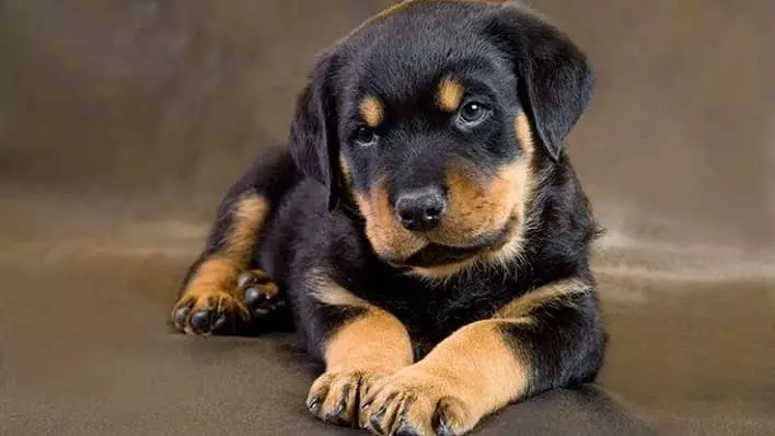 عکس سگ روتوایلر، نگهبان قوی و عاشق خانواده[+عکس و قیمت]