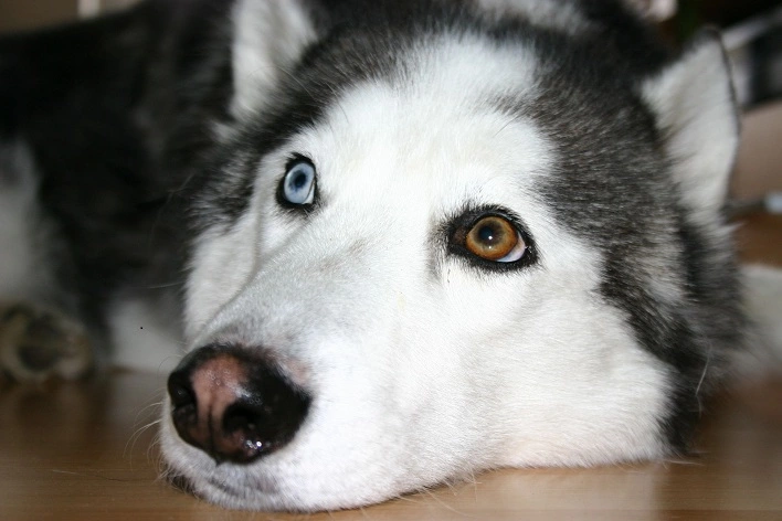 عکس سگ هاسکی سیبرین، مغرور جذاب[+عکس و فیلم و قیمت]