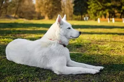عکس سگ هاسکی سیبرین، مغرور جذاب[+عکس و فیلم و قیمت]