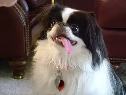 عکس معرفی بهترین سگ آپارتمانی[کوچک، بدون ریزش مو، برای کودکان و...]