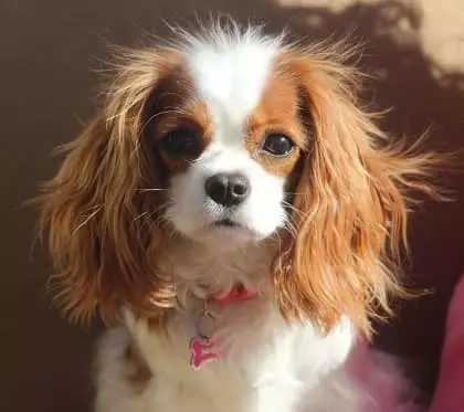عکس معرفی بهترین سگ آپارتمانی[کوچک، بدون ریزش مو، برای کودکان و...]