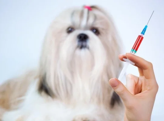جدول واکسیناسیون سگ