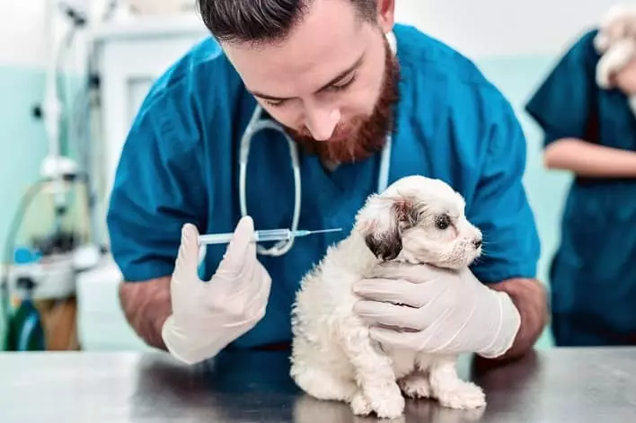 عکس جدول واکسیناسیون سگ