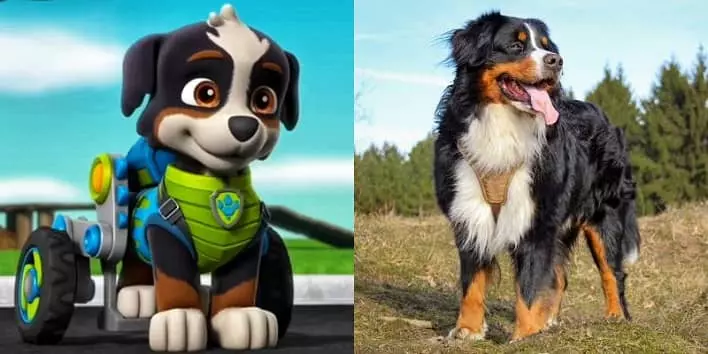 عکس چه نژادهایی در کارتون سگ های نگهبان نقش دارند؟