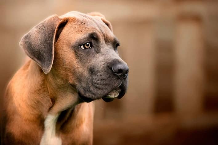 عکس کن کورسو، سگ محافظ و مهربان[+قیمت و عکس]