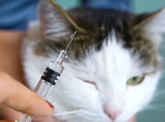 واکسیناسیون گربه خود را انجام داده اید؟