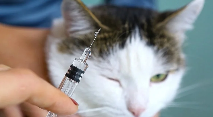 واکسیناسیون گربه خود را انجام داده اید؟