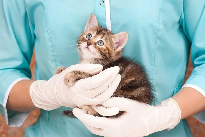 عکس واکسیناسیون گربه خود را انجام داده اید؟