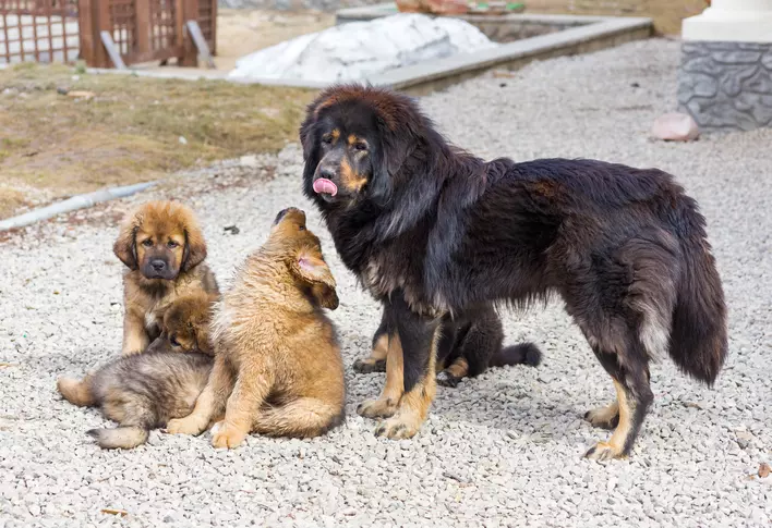عکس ماستیف تبتی، سگ غول پیکر صبور و فهمیده
