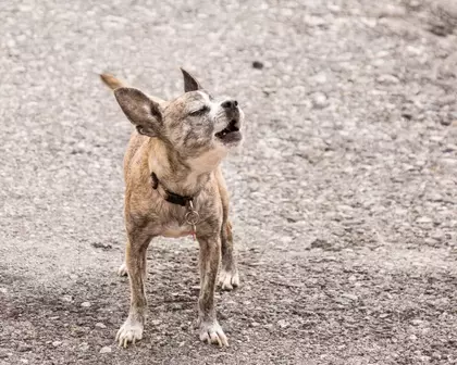 عکس آیا معنی حرکات سگ ها را می دانید؟
