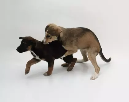 عکس آیا معنی حرکات سگ ها را می دانید؟