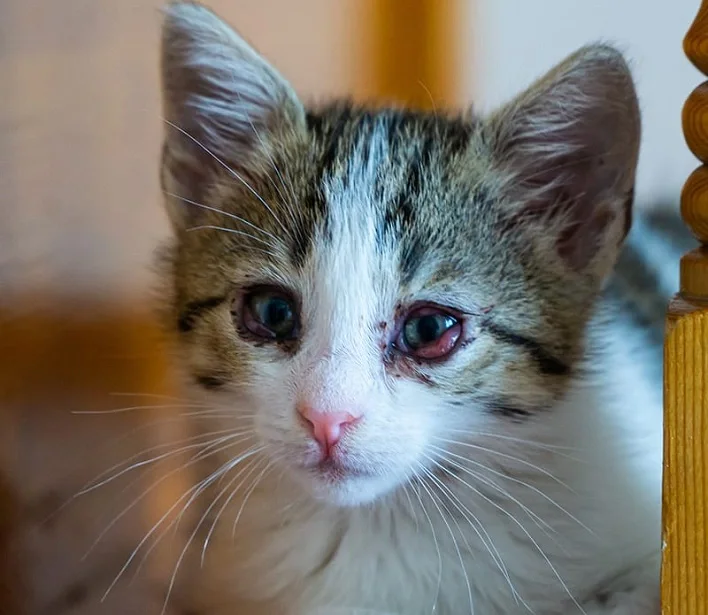 عکس عفونت چشم گربه[+بررسی علل و درمان]
