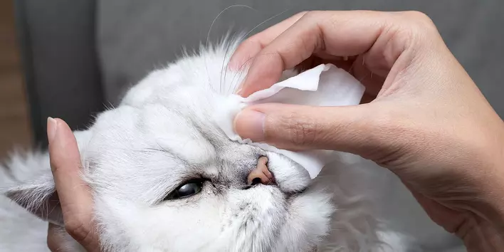 عکس عفونت چشم گربه[+بررسی علل و درمان]