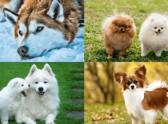خوشگل ترین سگ های دنیا