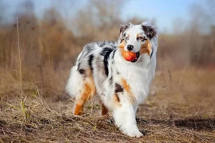 عکس خوشگل ترین سگ های دنیا