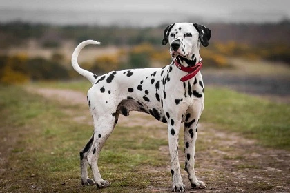 عکس خوشگل ترین سگ های دنیا