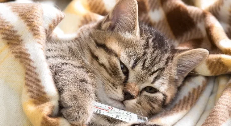 چگونه سرماخوردگی گربه را تشخیص دهیم؟[+پیشگیری و درمان]