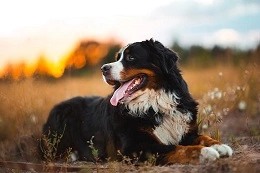 عکس بهترین نژاد سگ خانگی مناسب شما چیست؟