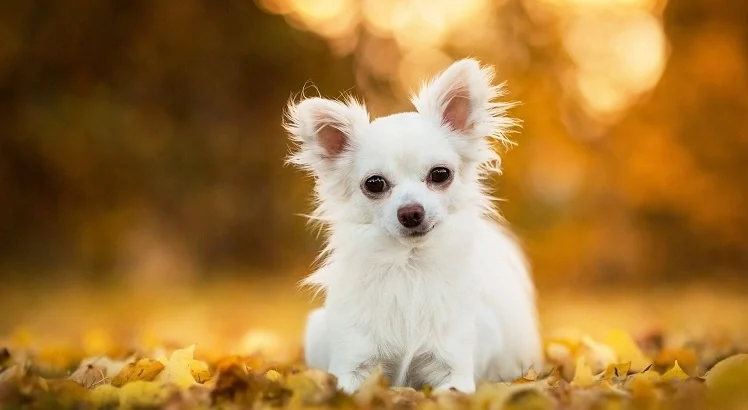 چی واوا، کوچک ترین سگ جهان[+عکس و قیمت]