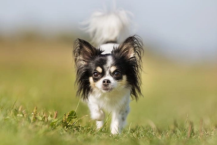 عکس چی واوا، کوچک ترین سگ جهان[+عکس و قیمت]