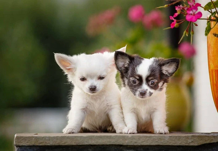 عکس چی واوا، کوچک ترین سگ جهان[+عکس و قیمت]