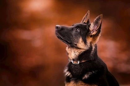 عکس وفاداری سگ و معرفی باوفاترین نژادها