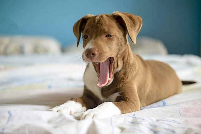 عکس 50 دانستنی جالب درباره سگ‌ها که نمی‌دانستید!