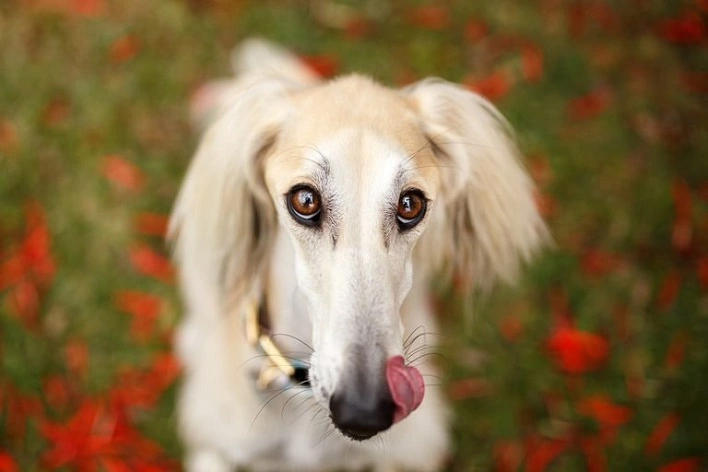 عکس 50 دانستنی جالب درباره سگ‌ها که نمی‌دانستید!