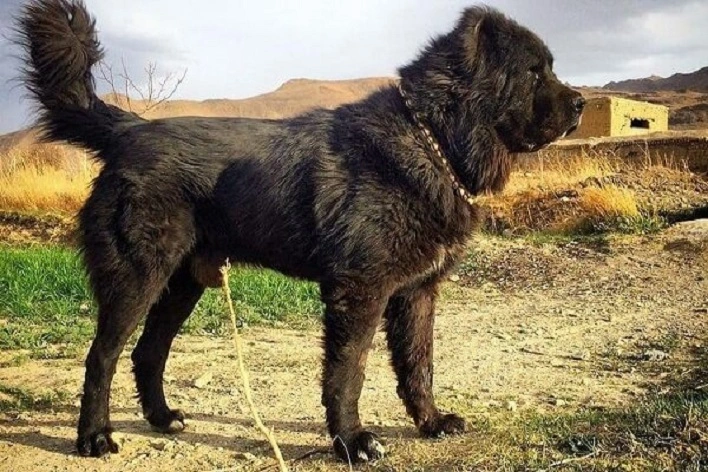 عکس سگ قهدریجانی یا قدرجونی، باهوش ایرانی[+قیمت، عکس و فیلم]