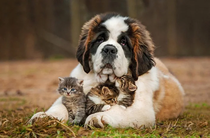 عکس سنت برنارد، سگ بزرگ و خوش‌‎قلب[+عکس و قیمت]