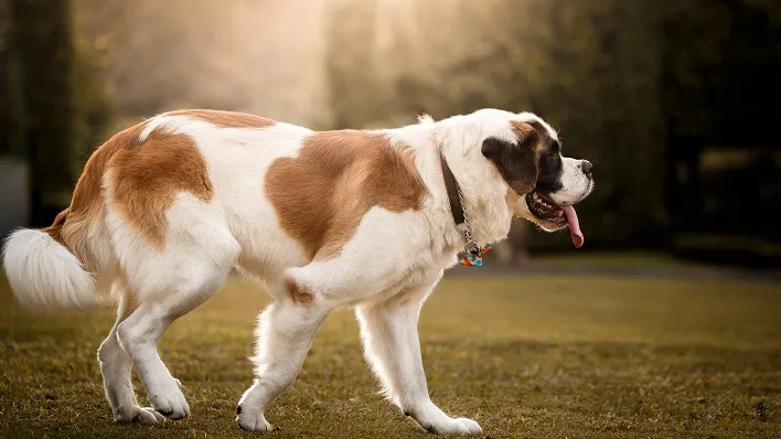 عکس سنت برنارد، سگ بزرگ و خوش‌‎قلب[+عکس و قیمت]
