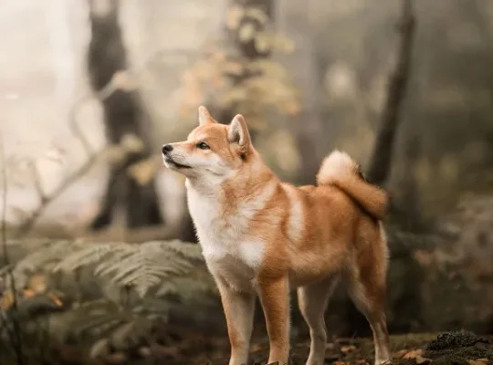 شیبا اینو، محبوب‌ترین سگ ژاپن[+قیمت و عکس]
