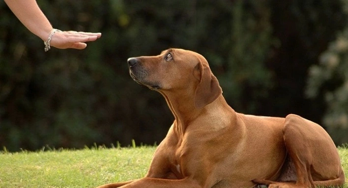 عکس تفاوت سگ گارد با سگ نگهبان چیست؟[+تربیت ومعرفی بهترین نژاد برای باغ]