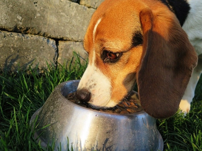 عکس بیگل سگی مهربان با شامه ای قوی[+عکس و قیمت]
