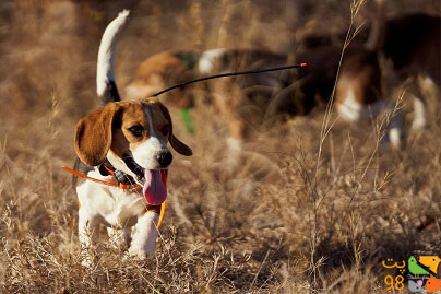 عکس 15 نژاد سگ شکاری برای اهداف مختلف[+نکات تربیت]