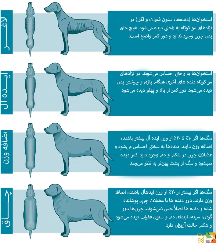 عکس 15 نژاد سگ شکاری برای اهداف مختلف[+نکات تربیت]